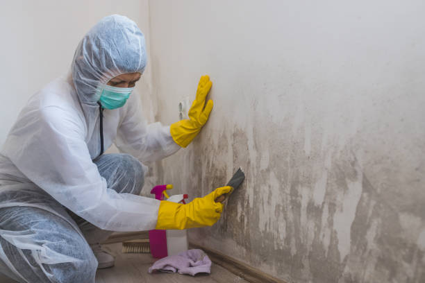 Best Water Damage & Mold Remediation  in Sitka, AK