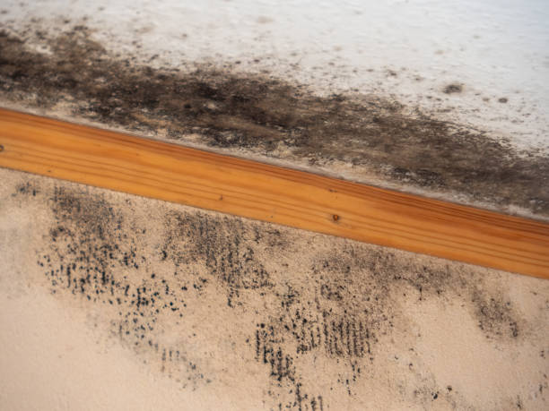 Best Industrial Mold Remediation  in Sitka, AK