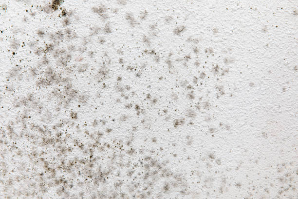 Reliable Sitka, AK Mold Removal Solutions