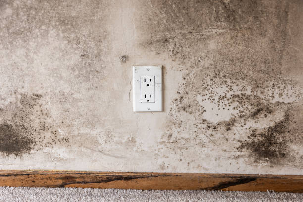 Best Mold Odor Removal Services  in Sitka, AK