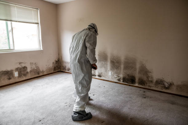 Mold Odor Removal Services in Sitka, AK