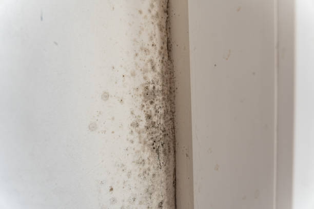 Best Air Quality Testing for Mold Spores  in Sitka, AK