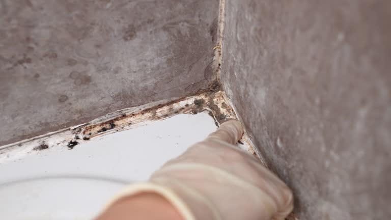 Best Forensic Mold Investigation  in Sitka, AK